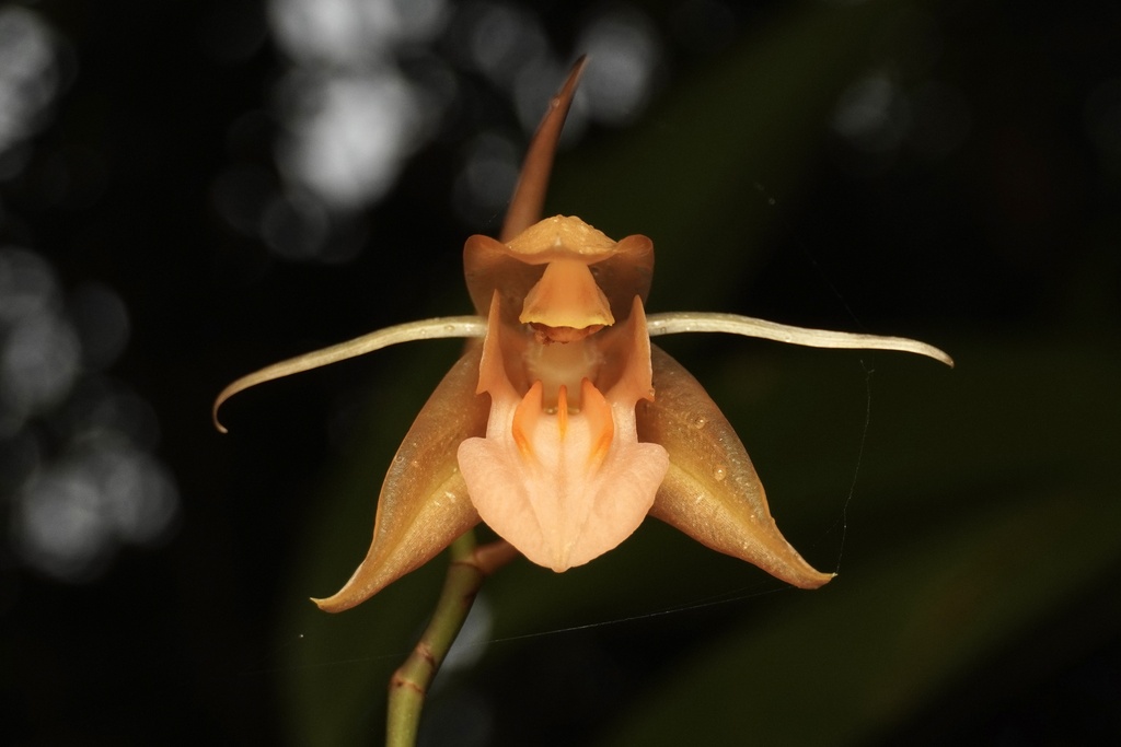 Longifoliae