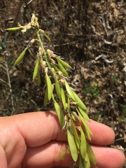 Astragalus trichopodus antisellii