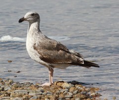 Larus livens