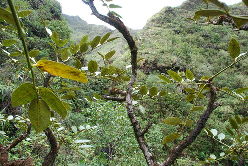 Polyscias flynnii, 2010-12-17