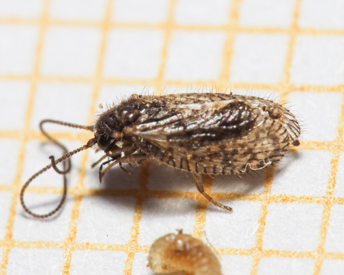 Psectra diptera
