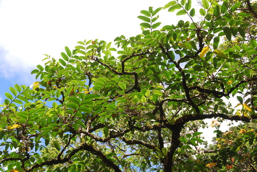 Polyscias flynnii, 2013-06-27