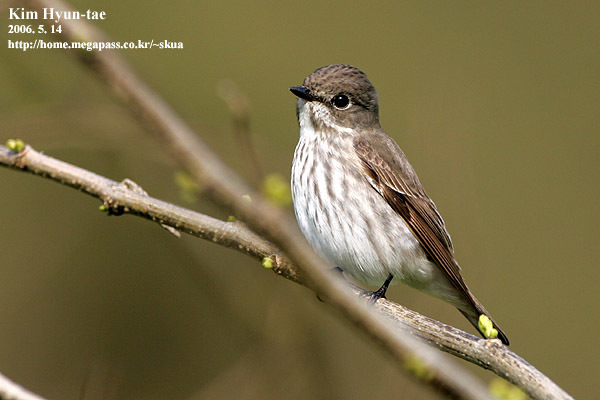 Gray-streaked Flycatcher (Muscicapa griseisticta) photo