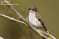 Gray-Streaked Flycatcher photo 1