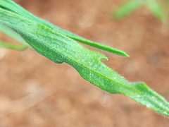 Erigeron bonariensis image