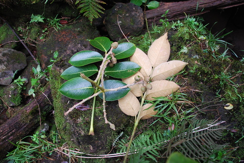 Polyscias flynnii, 2013-12-30