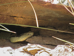 Crotalus lepidus klauberi