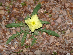 Oenothera brachycarpa