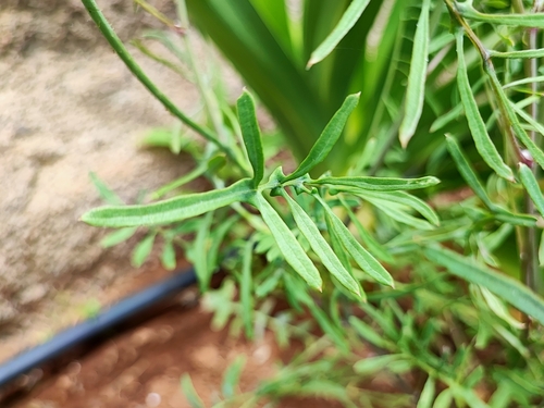 Sonchus tenerrimus image