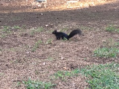 Sciurus niger