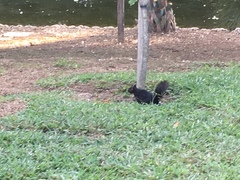 Sciurus niger