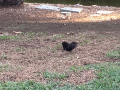 Sciurus niger