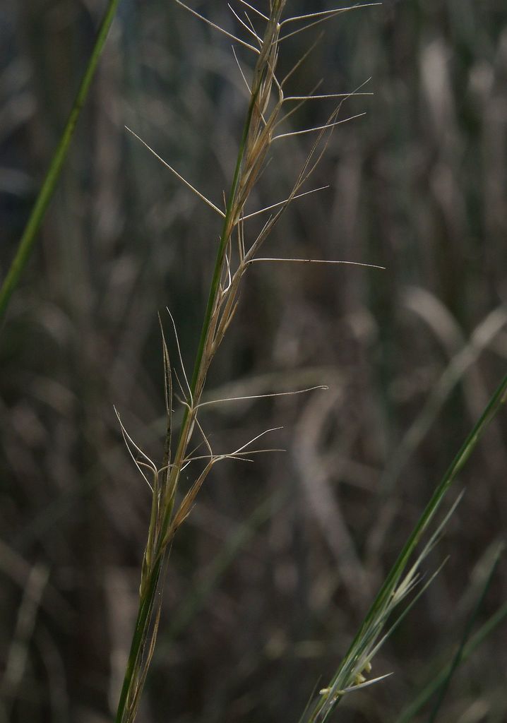 cane speargrass (Logan Native Grasses) · iNaturalist