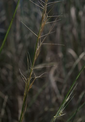 Purple Wiregrass (Aristida ramosa) · iNaturalist