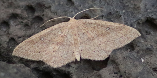 Cyclophora maderensis (Bethune-Baker, 1891)