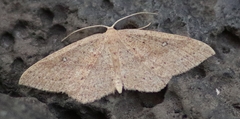 Cyclophora maderensis