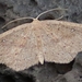 Cyclophora maderensis - Photo (c) bscrl, some rights reserved (CC BY-NC), uploaded by bscrl