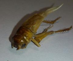 Anurogryllus arboreus