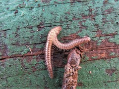 Cleidogonidae