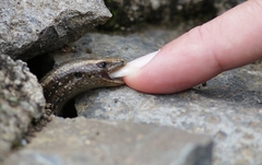Chalcides coeruleopunctatus