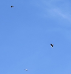 Patagioenas fasciata