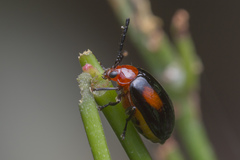 Arcastes biplagiata