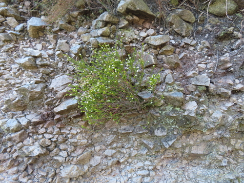 Image of Coleonema juniperinum by (c) linkie, some rights reserved (CC BY)