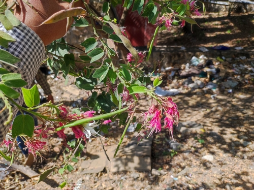 Image of Bauhinia divaricata by no rights reserved