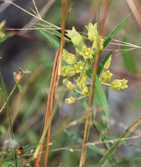 Asclepias pedicellata