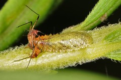 Epistrophella emarginata