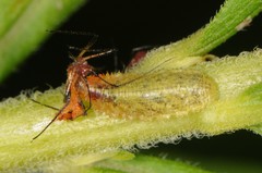 Epistrophella emarginata