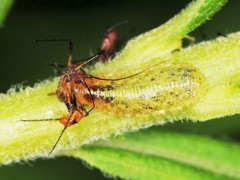 Epistrophella emarginata