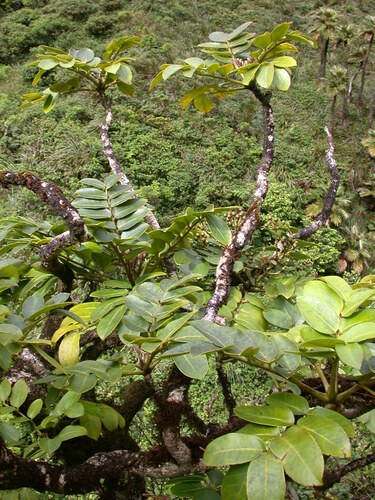 Polyscias gymnocarpa observed 2003-09-04