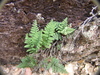 Yavapai Lip Fern - Photo (c) Gordon C. Snelling, some rights reserved (CC BY), uploaded by Gordon C. Snelling