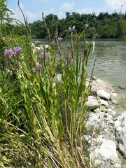 Physostegia correllii