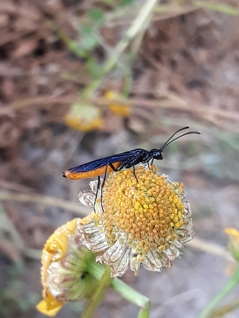 Ichneumon pygmaeus