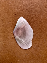 Eurytellina