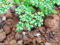 Polycarpon tetraphyllum subsp. diphyllum image