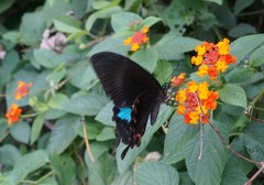 Papilio hermosanus