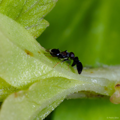 Cryptanusia