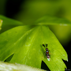 Cryptanusia