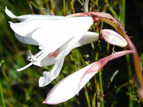 Nerine pudica