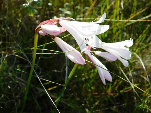 Nerine pudica