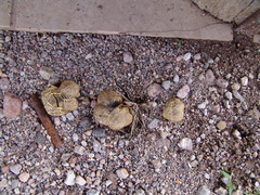 Scleroderma texense