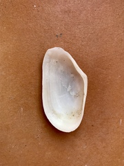 Tellinoidea