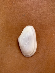 Tellinoidea