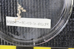 Parastenella gymnogaster