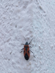Lygaeus reclivatus