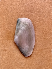 Eurytellina