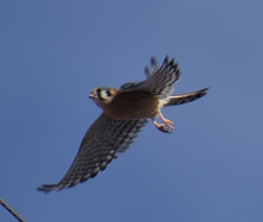 Falco sparverius